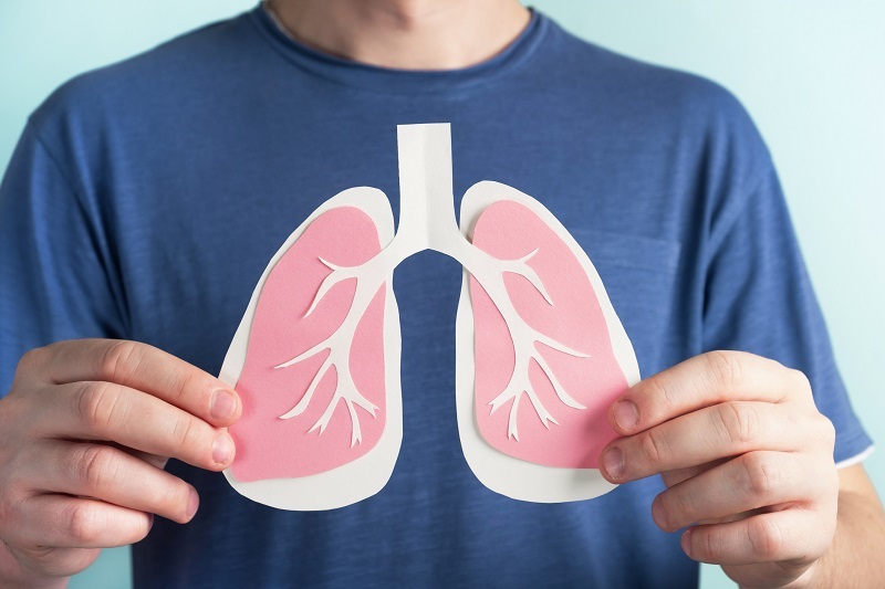 Man holding lungs decorative model. Closeup